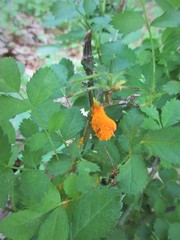Phragmidium rosae-multiflorae