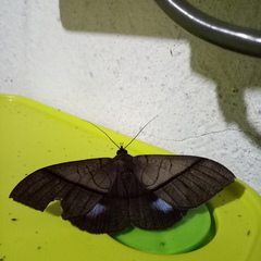 Ischyja hagenii