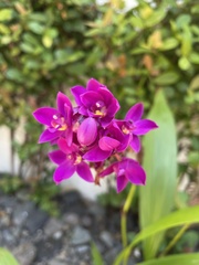 Spathoglottis unguiculata