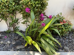 Spathoglottis unguiculata