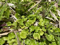 Hydrocotyle hirsuta