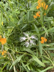 Dianthus superbus