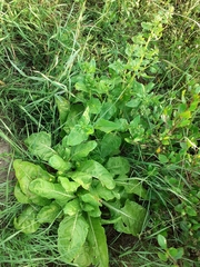 Beta vulgaris vulgaris