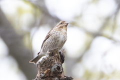 Haemorhous purpureus