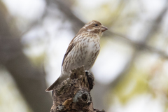 Haemorhous purpureus