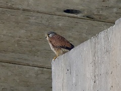Falco tinnunculus