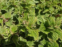 Urtica australis