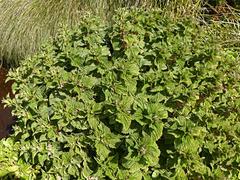 Urtica australis