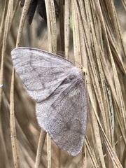 Lambdina pellucidaria