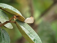 Contrafacia muattina