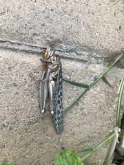 Schistocerca gregaria flaviventris