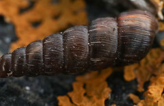 Clausiliinae