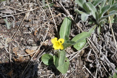 Viola vallicola