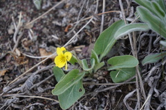 Viola vallicola