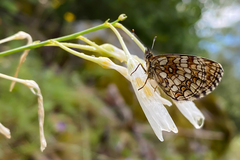 Melitaea aurelia