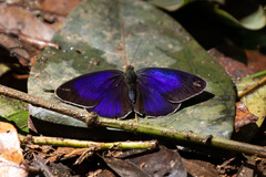 Eunica orphise