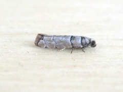 Blastesthia tessulatana