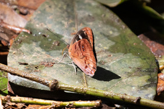 Eunica orphise