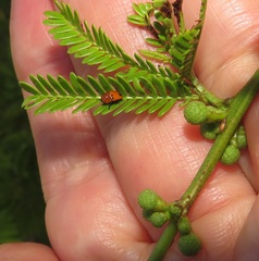Vachellia kosiensis