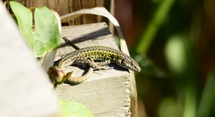 Podarcis carbonelli carbonelli