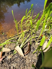 Lilaeopsis carolinensis