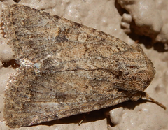 Protorthodes alfkenii
