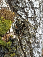 Leptogium brebissonii