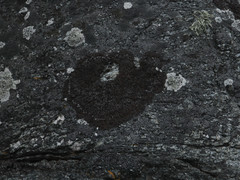 Anaptychia runcinata
