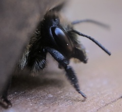 Megachile mucida