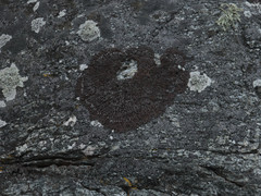 Anaptychia runcinata