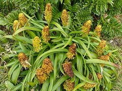 Bulbinella rossii