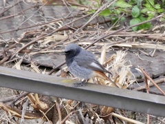 Phoenicurus ochruros