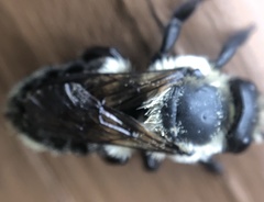 Megachile mucida
