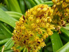Bulbinella rossii