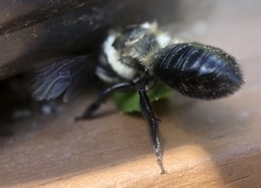 Megachile mucida
