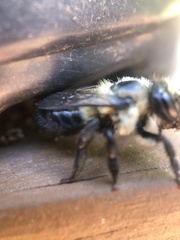 Megachile mucida