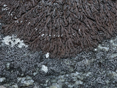 Anaptychia runcinata