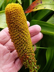 Bulbinella rossii