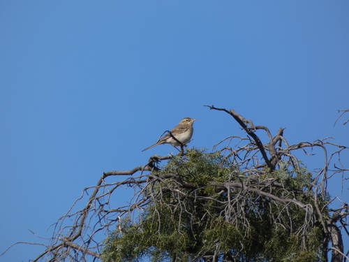 Tawny Pipit (Anthus campestris), photo 3