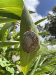 Parthena acutangula