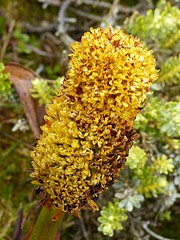 Bulbinella rossii