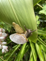 Parthena acutangula