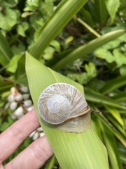 Parthena acutangula