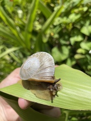 Parthena acutangula