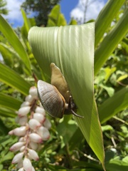 Parthena acutangula