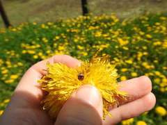 Stagonomus bipunctatus bipunctatus