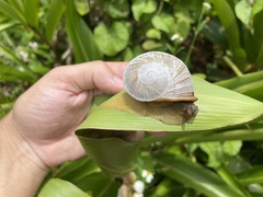 Parthena acutangula
