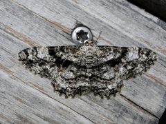 Peribatodes umbraria