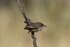 Malurus assimilis assimilis