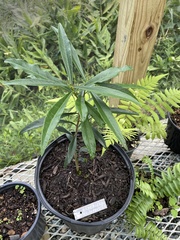 Brunfelsia portoricensis